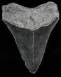 Serrated, Lower Megalodon Tooth - Georgia #58083-1